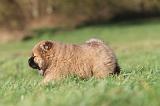 CHOW CHOW 293